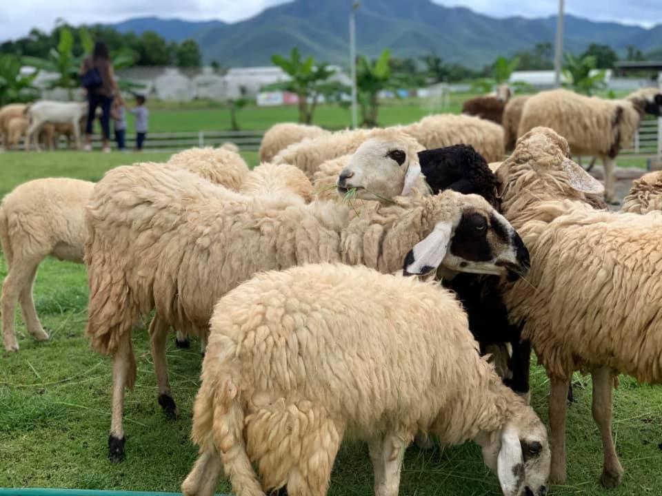 Oon Valley Farm Stay سان كامبينغْ المظهر الخارجي الصورة